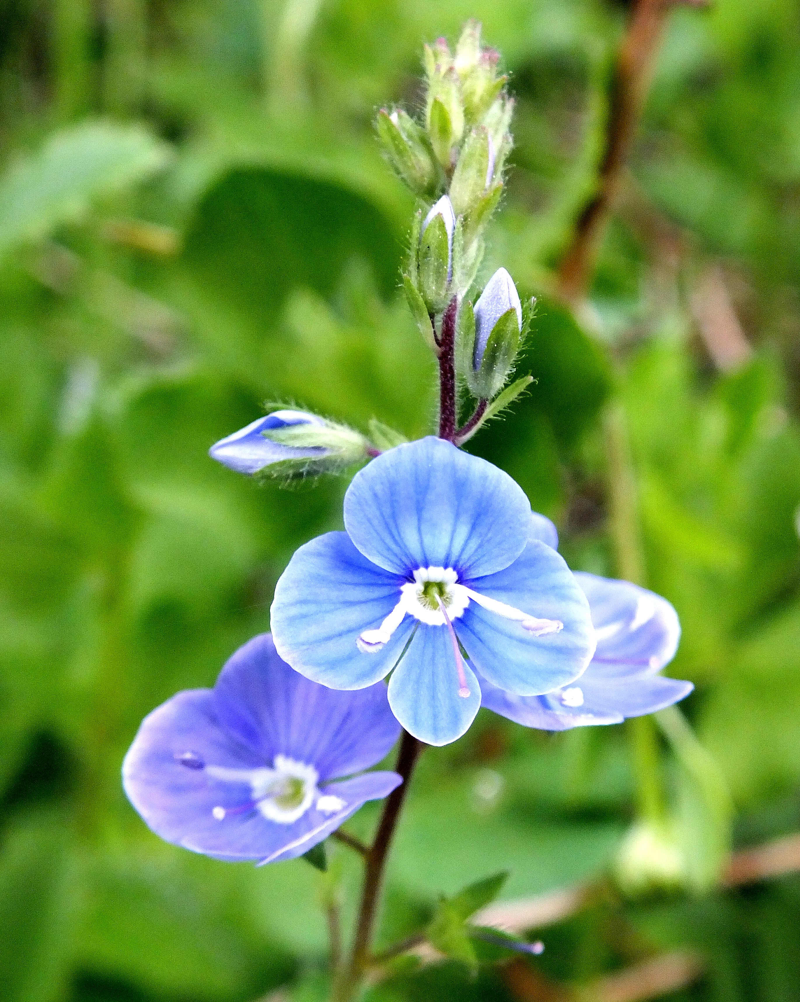 SPEEDWELL Bill Bagley Photography